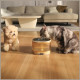 Water drinker/dispenser for animals ENABOT